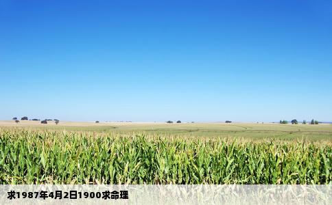 求1987年4月2日1900求命理