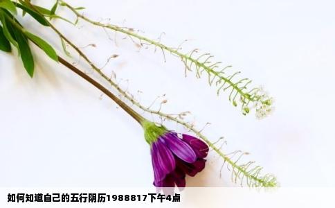 如何知道自己的五行阴历1988817下午4点