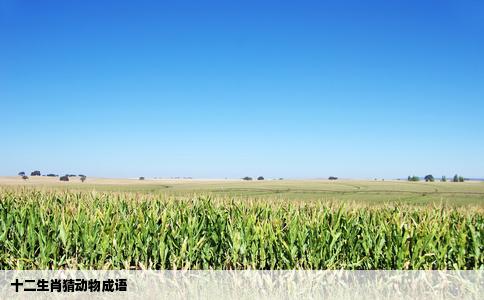 十二生肖猜动物成语