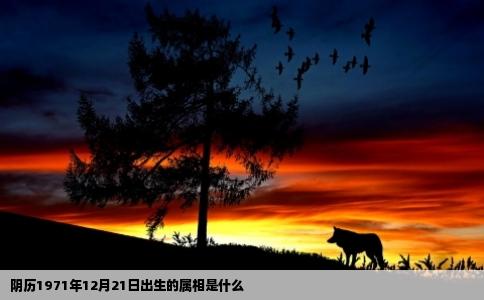 阴历1971年12月21日出生的属相是什么
