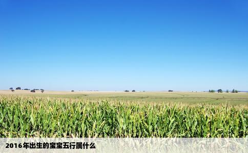 2016年出生的宝宝五行属什么