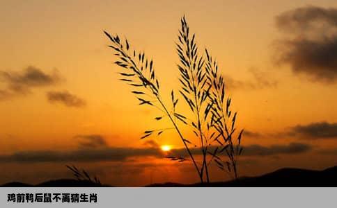 鸡前鸭后鼠不离猜生肖