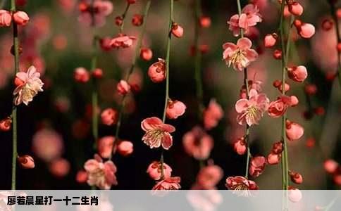 廖若晨星打一十二生肖