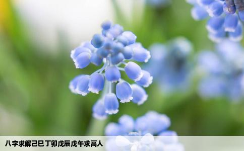 八字求解己巳丁卯戊辰戊午求高人