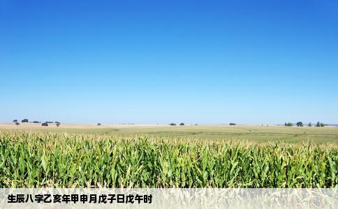 生辰八字乙亥年甲申月戊子日戊午时