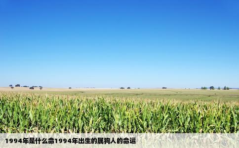 1994年是什么命1994年出生的属狗人的命运