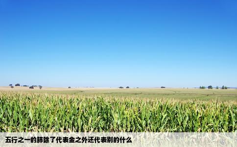 五行之一的肺除了代表金之外还代表别的什么