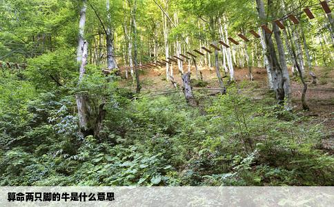 算命两只脚的牛是什么意思