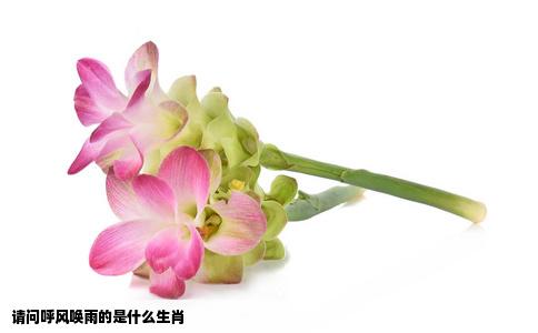 请问呼风唤雨的是什么生肖