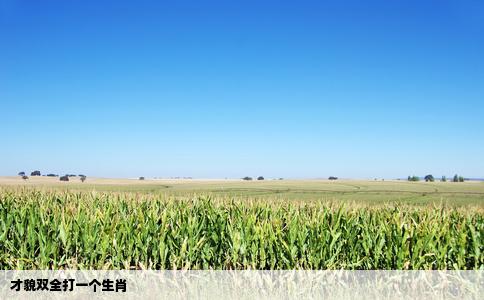 才貌双全打一个生肖