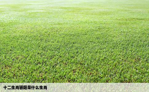十二生肖骄阳是什么生肖