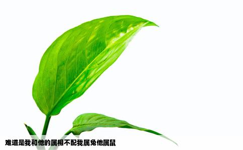 难道是我和他的属相不配我属兔他属鼠
