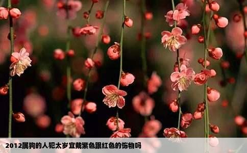 2012属狗的人犯太岁宜戴紫色跟红色的饰物吗