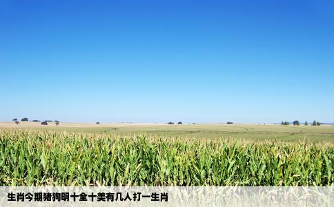 生肖今期猪狗明十全十美有几人打一生肖