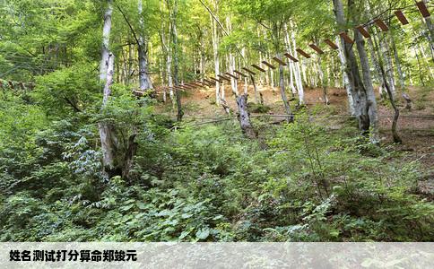 姓名测试打分算命郑竣元