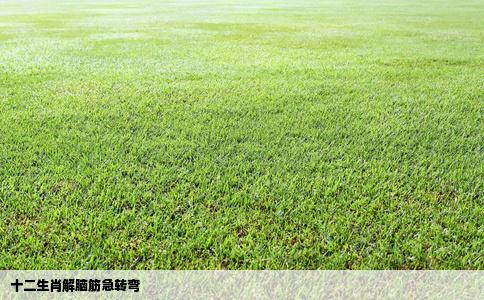 十二生肖解脑筋急转弯