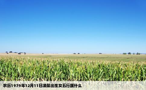 农历1979年12月11日凌晨出生女五行属什么