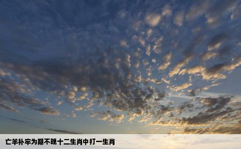 亡羊补牢为期不晚十二生肖中打一生肖