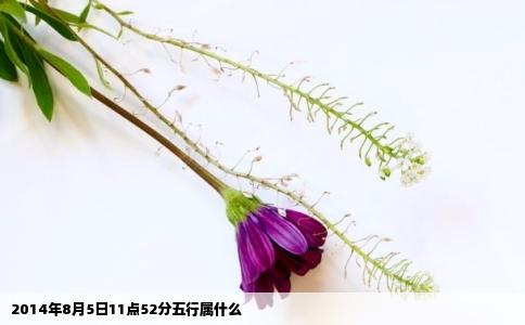 2014年8月5日11点52分五行属什么