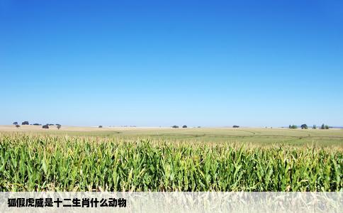 狐假虎威是十二生肖什么动物