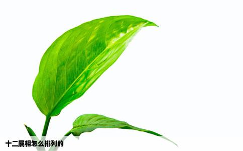 十二属相怎么排列的