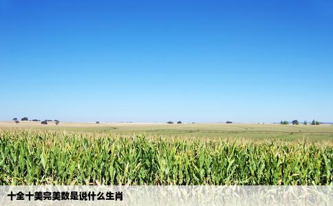 十全十美完美数是说什么生肖