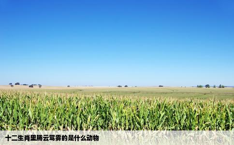 十二生肖里腾云驾雾的是什么动物