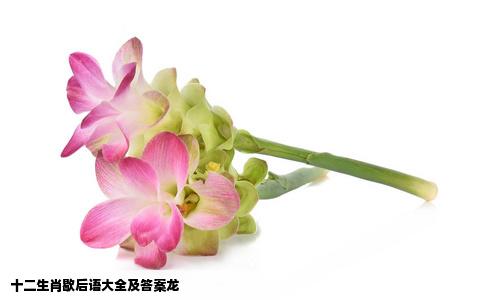 十二生肖歇后语大全及答案龙