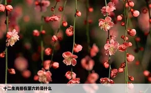 十二生肖排在第六的是什么