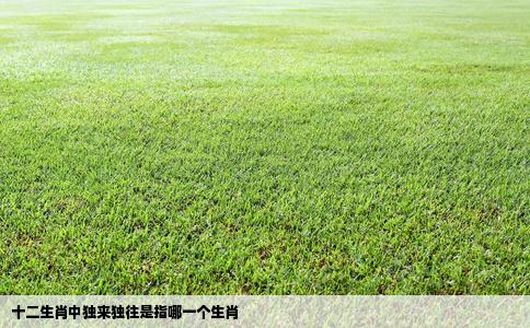 十二生肖中独来独往是指哪一个生肖