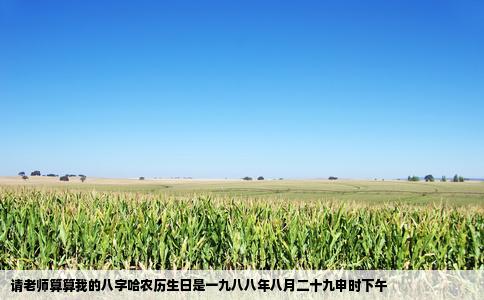 请老师算算我的八字哈农历生日是一九八八年八月二十九申时下午