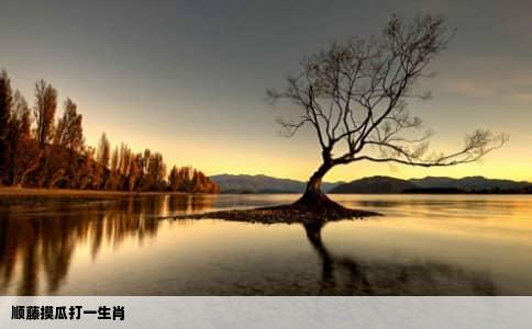顺藤摸瓜打一生肖