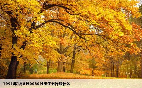 1991年1月8日0030分出生五行缺什么