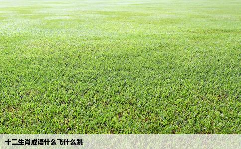 十二生肖成语什么飞什么跳