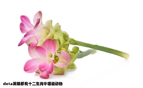 dota英雄都有十二生肖中哪些动物