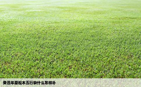 癸丑年桑松木五行缺什么怎样补