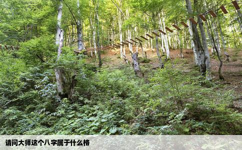 请问大师这个八字属于什么格