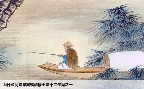 为什么同是家禽鸭和鹅不是十二生肖之一