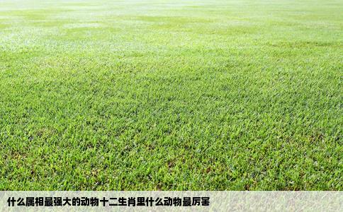 什么属相最强大的动物十二生肖里什么动物最厉害