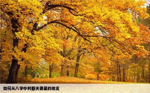 如何从八字中判断夫妻星的地支