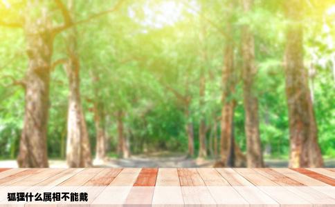 狐狸什么属相不能戴