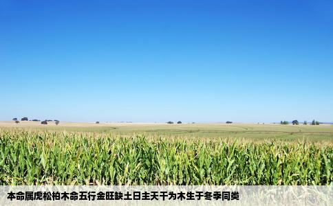 本命属虎松柏木命五行金旺缺土日主天干为木生于冬季同类