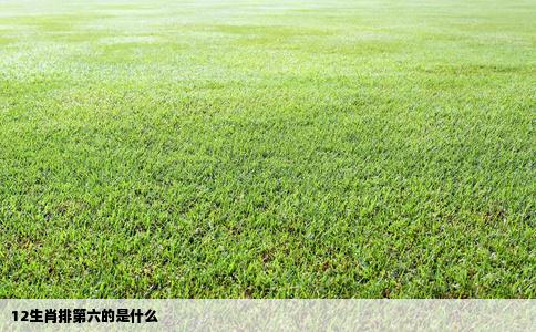 12生肖排第六的是什么