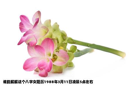 谁能解解这个八字女阳历1988年3月11日凌晨5点左右