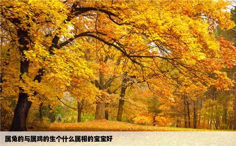 属兔的与属鸡的生个什么属相的宝宝好