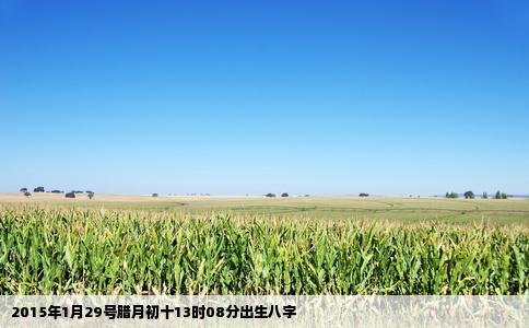 2015年1月29号腊月初十13时08分出生八字