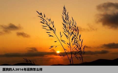 属狗的人2016年运势怎么样