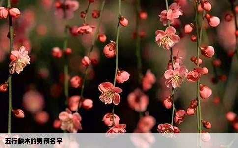 五行缺木的男孩名字