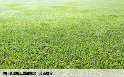 为什么属相上面说猴虎一见两地分