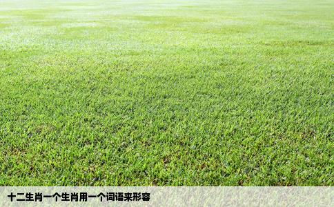 十二生肖一个生肖用一个词语来形容